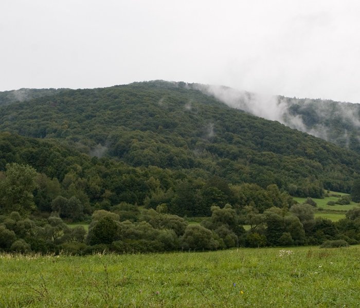 Niebla